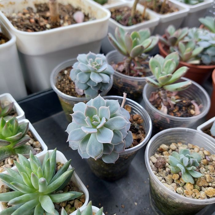 Цветы суккуленты