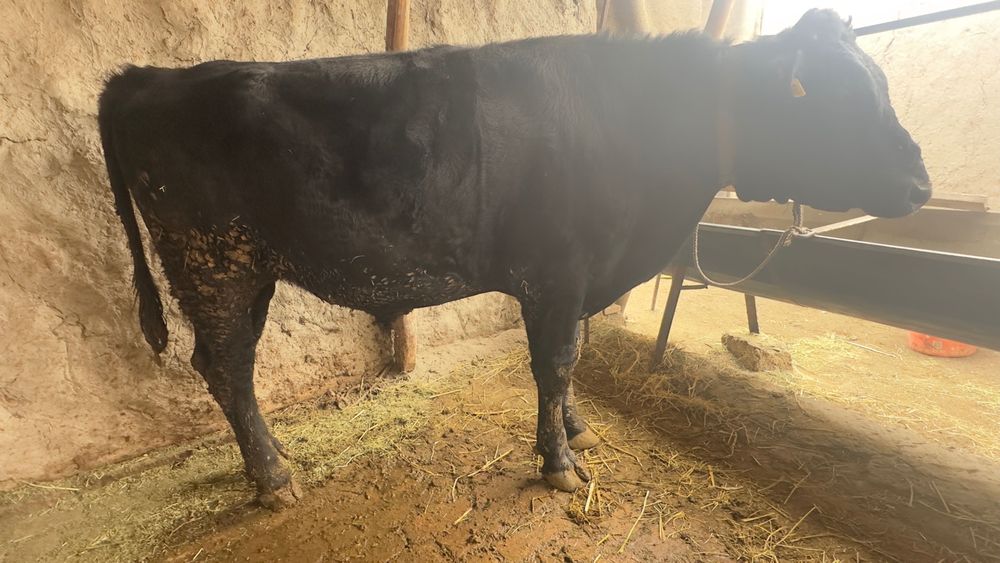 Angus buqamiz tushunganlar uchun .Toza angus