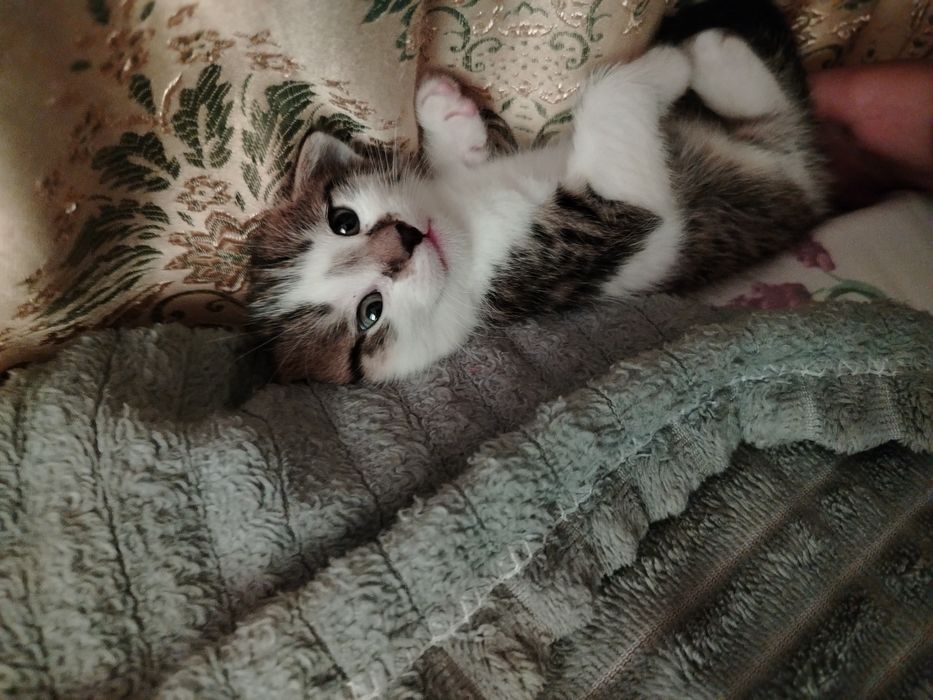 Котята слишком милые!