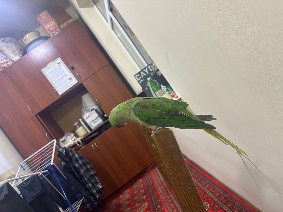 Говорящий Попугай Александрийский