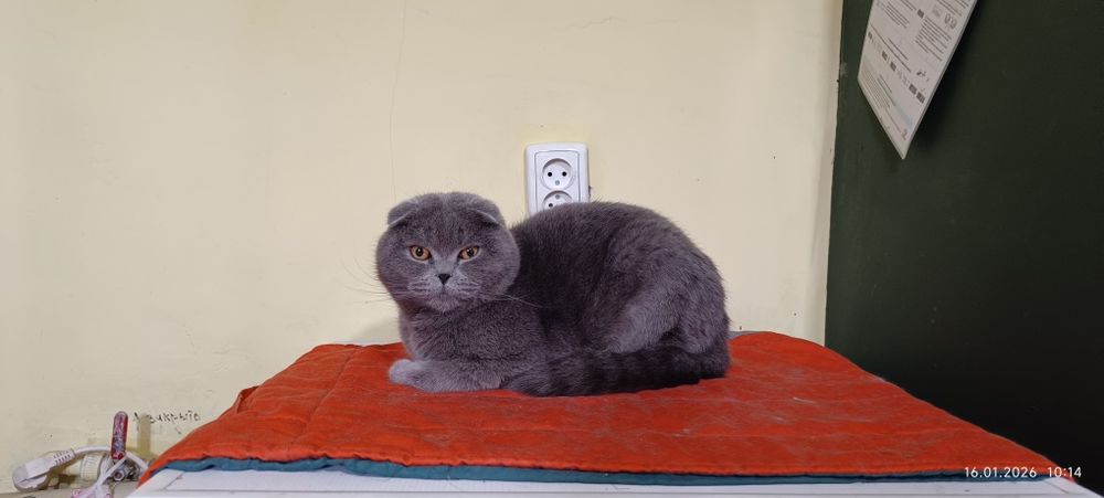 Продаётся Кот чисто породистый Скоттиш Фолд