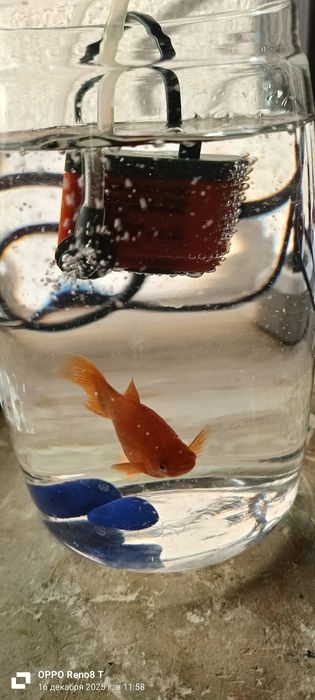 Аквариумная рыбка