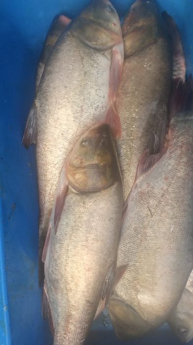 Толстолоб размер от 4 кг до 10 кг