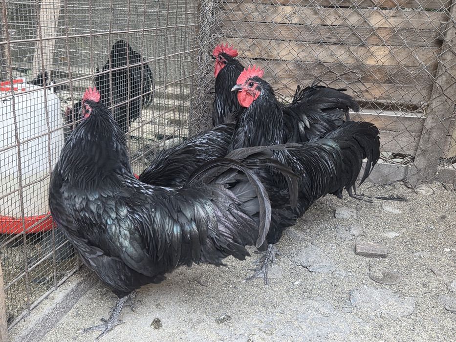 Cocosi Australorp