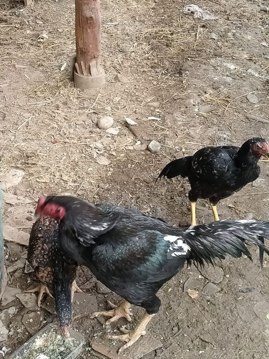 Дакан кораз тауыгымен баласымен