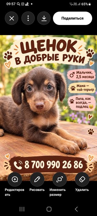 Щенок ищет добрые любящие ручки