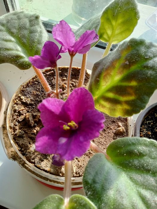 Домашние комнатные цветы