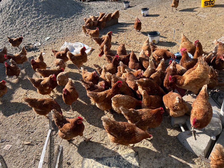 Vand gaini puicute 200buc