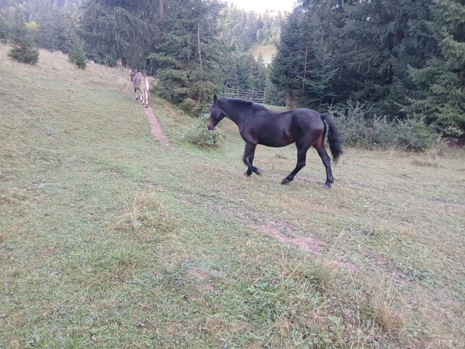 Iapa de vanzare.