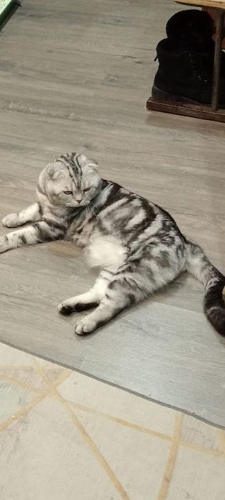 Вязка. Котик ждёт дам.