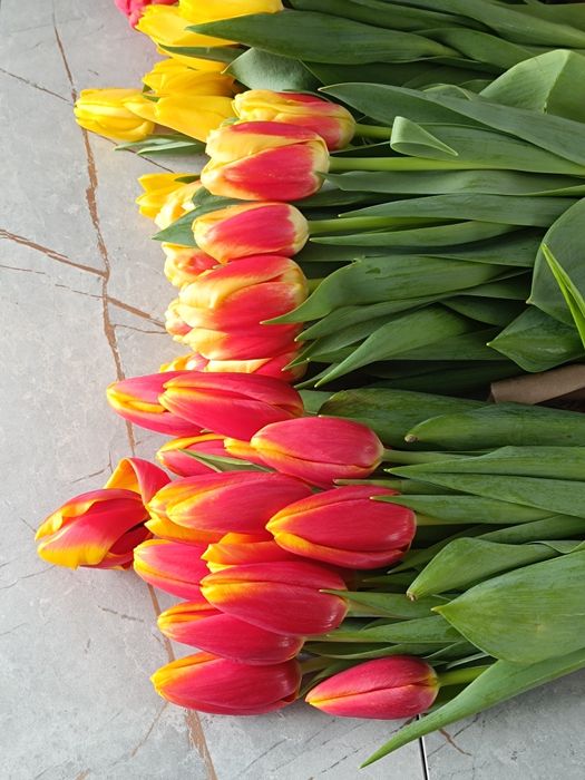 Тюльпаны на 8 марта