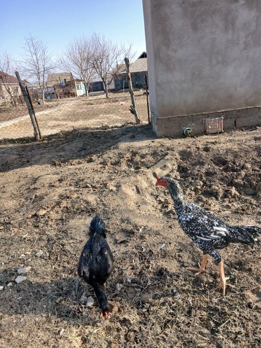 Дакан қораз сатылады о шамо