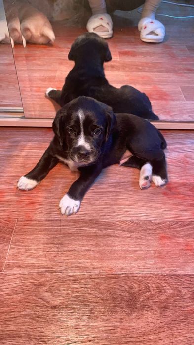 Отдам в добрые руки