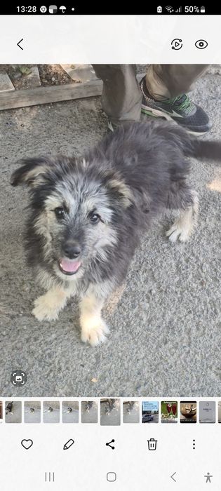 Девочка ищет надёжный дом!