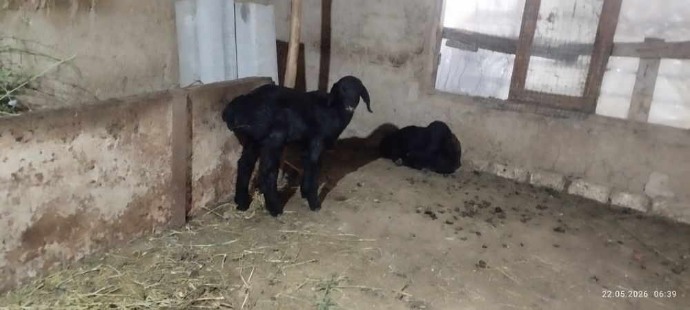 2 та кузи кучкор сотлади Узун зотор срочно сотлади утга кирган пул зар