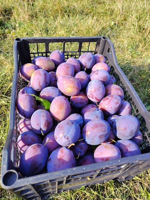 Prune, pere și mere angro