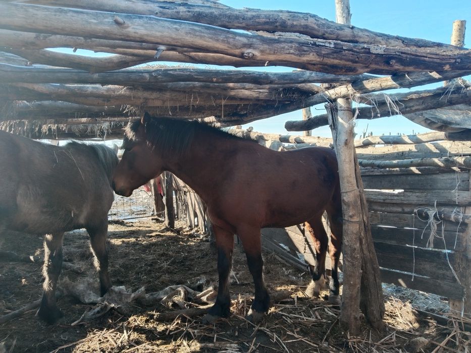 Продам жеребцов за всей информацией в лс