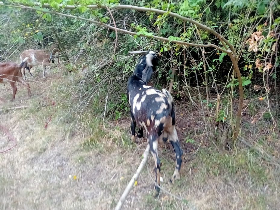 Vând capre tinere și țap de rasă