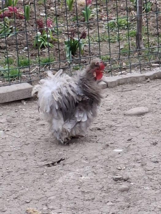 Vand Cocos cochinchina pitic frezat