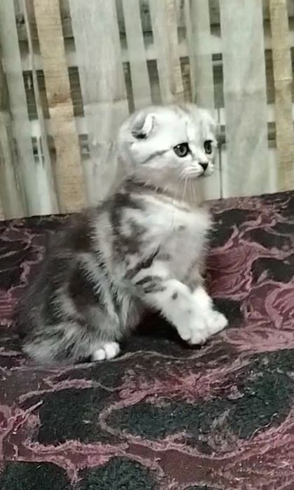 Две Шотландские вислоухие девочки.