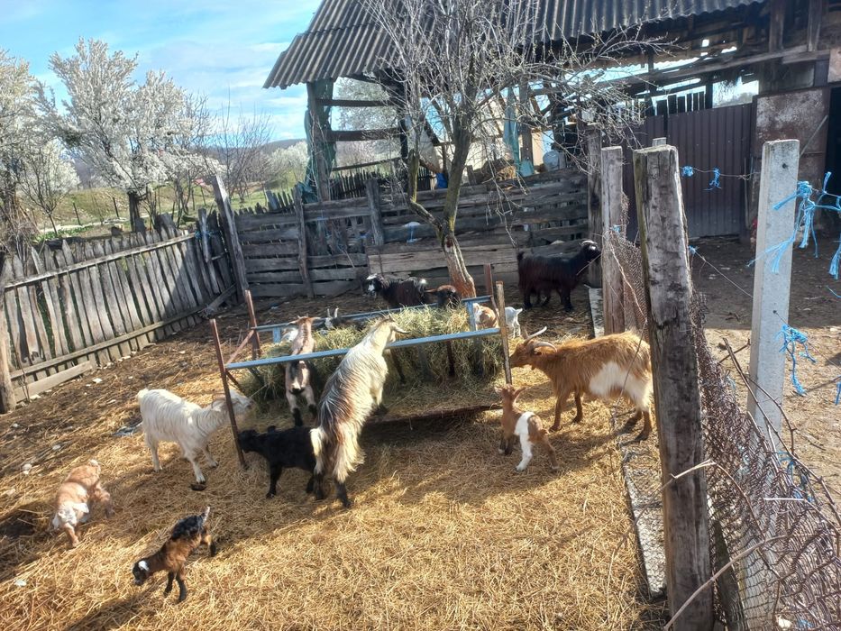 capre cu iezi de vânzare