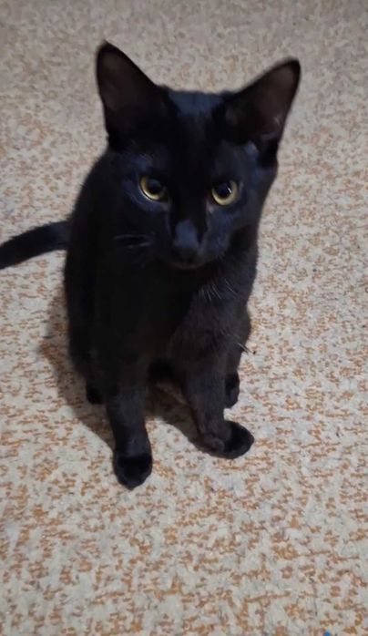 Элегантная чёрная красавица, 1 год, привита, паспорт, лоток+.