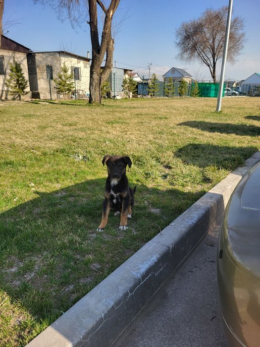 Щенок ищет друга