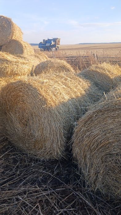 Солома.              .
