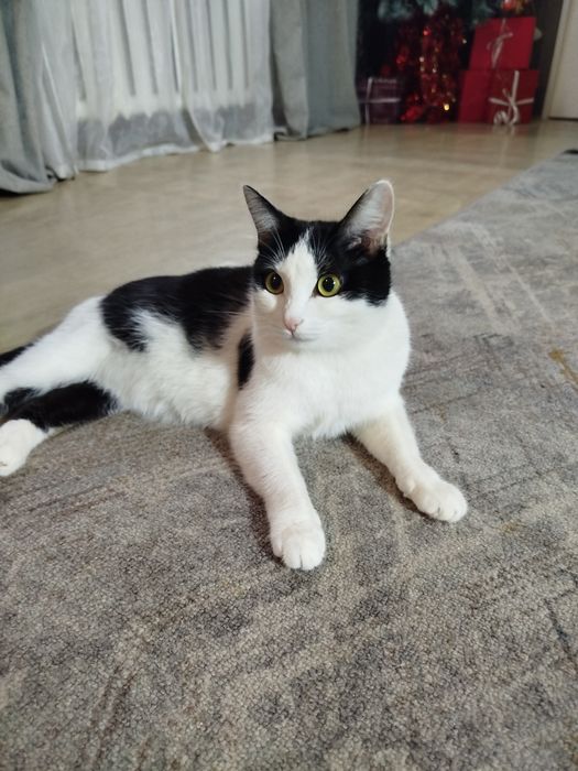 Кошка ищет новый дом