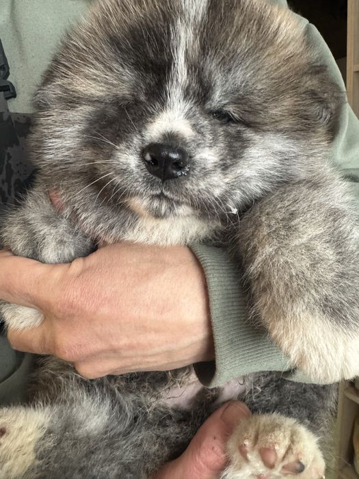 Щенки акита-ину, мальчики