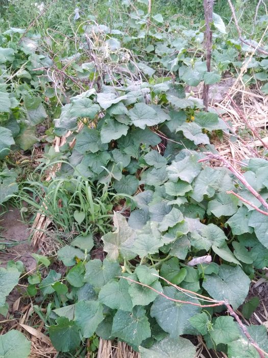 Дача в сабалаке возле трассы