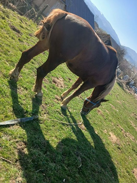 Vând armăsar 3 ani