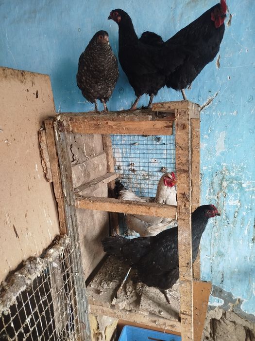 Продам курей петушков домашних