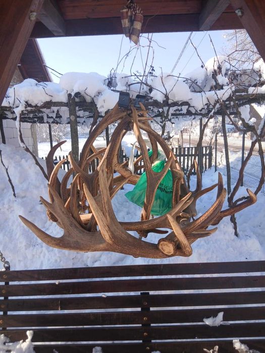 Coarne de cerb si caprior