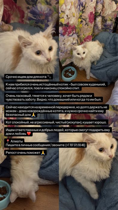 Ласковый котик ищет дом