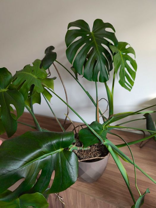 Филодендрон / монстера в саксия на 2 години