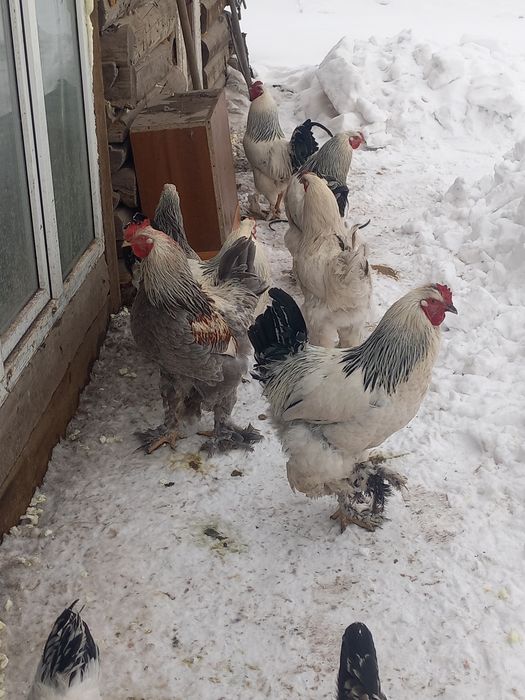 продам петухов Брамма