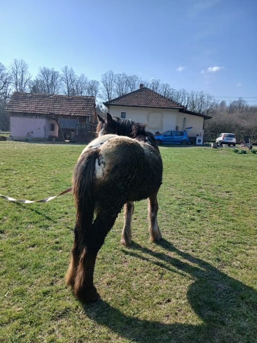 Mânză noricher in 14 iunie face 1an