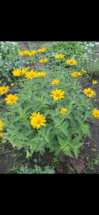 Продам многолетние цветы