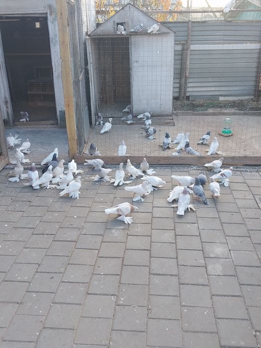Продам голубей бойных