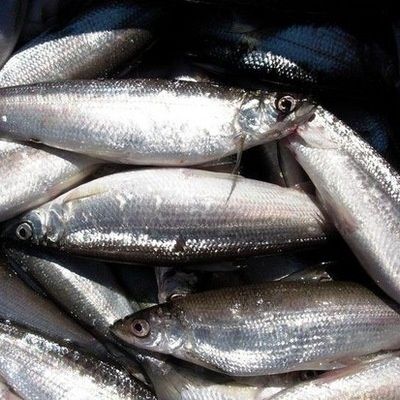 Как выглядит рыба рябушка рыба - Үй мен бақ ішінде Усть-Каменогорск - OLX.kz