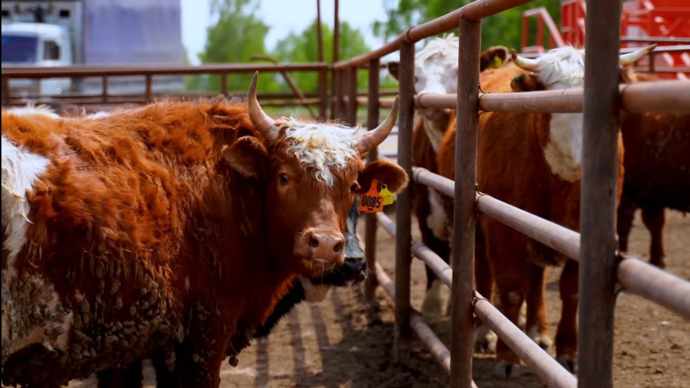 Труба НКТ 73,60¤ толшина 5.5