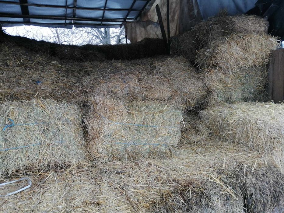 Vand baloti de lucerna si de paie