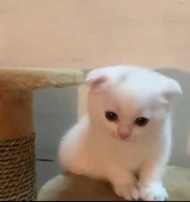 Котята британской породы