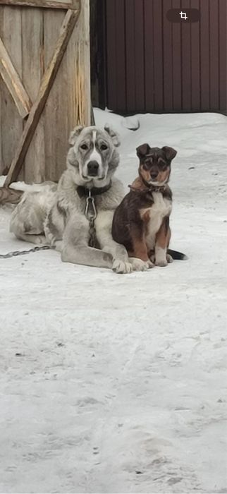 Отдам в добрые руки