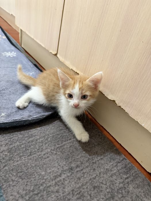 Марғаулар котята
