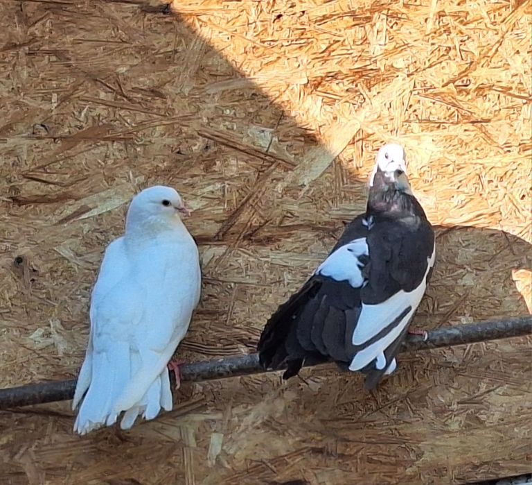 Голуби павлины .