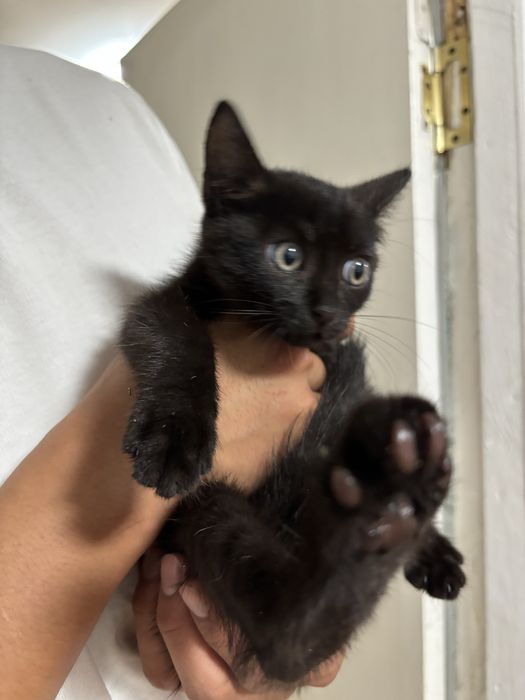 Отдадим котенка в добрые руки