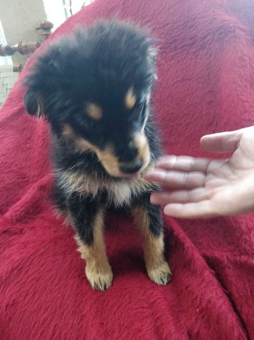 Малка безпомощна сладка душица, спасена от улицата и търси дом