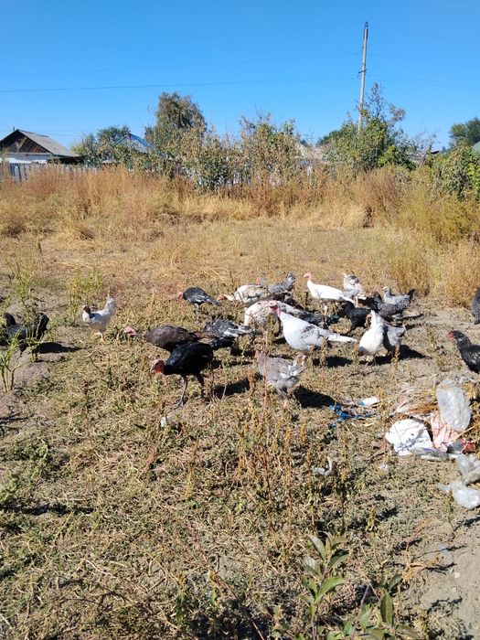 Продаются индюшат